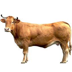 Rubia Gallega Cow